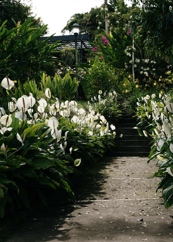A garden at Hacienda Casablanca in Santander, Colombia, with a path lined with large white flowers and lush green foliage leading toward a set of stairs in a landscaped outdoor setting.