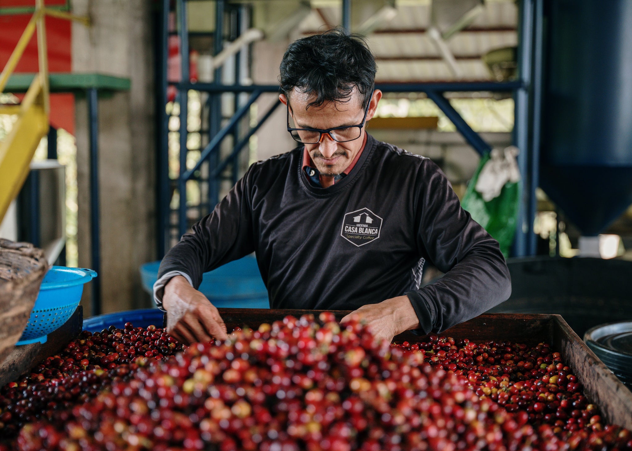 A man sorting coffee beans in the Hacienda Casa Blanca processing plant