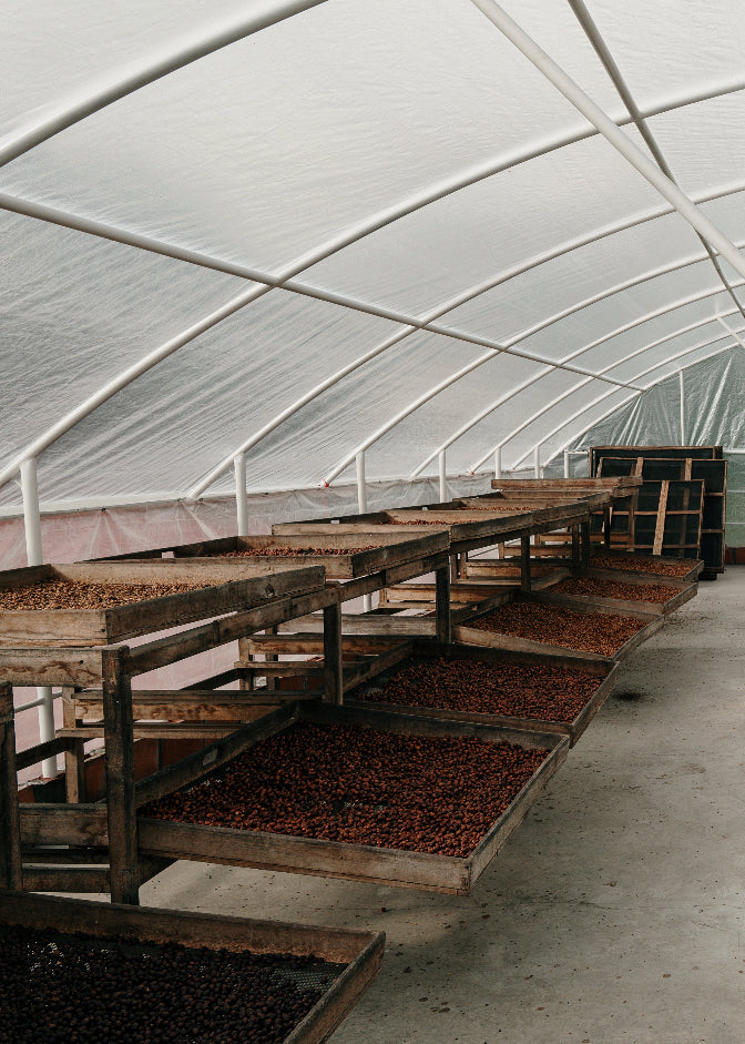 An interior view of a large greenhouse or curing hall with a white arched translucent roof, concrete floor, and multiple wooden racks named paseras, filled with coffee beans and cherries at Hacienda Casablanca in Santander, Colombia.