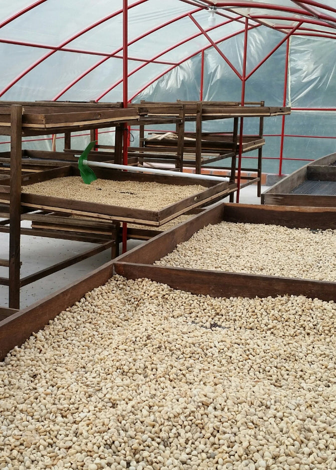 Large wooden trays named paseras, filled with light beige coffee beans, are arranged inside a greenhouse with red metal framing and translucent plastic walls.