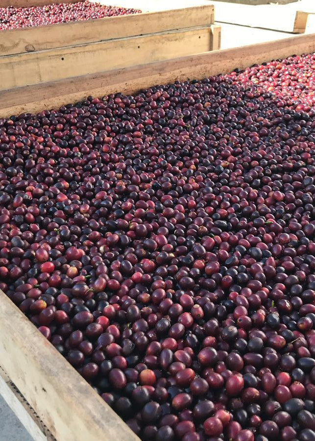 Fresh red coffee cherries spread out on wooden trays and a mesh named paseras at Hacienda Casablanca in Santander, Colombia.