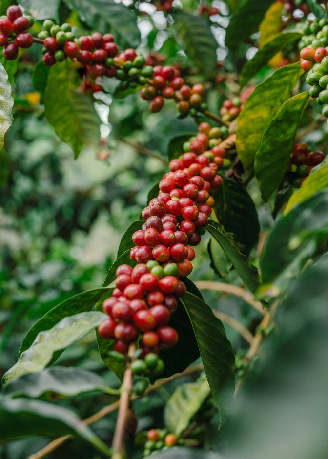 Close-up of coffee cherries growing on a coffee plant, with clusters of red and green berries surrounded by dark green leaves.