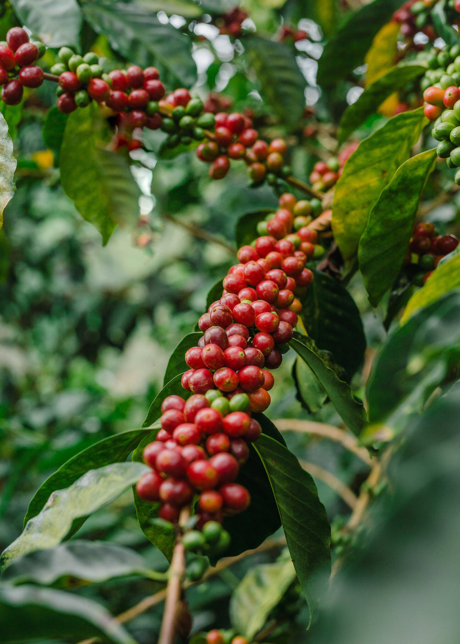 A package of Cafetal Coffee Co. Colombia Castillo single-origin coffee, featuring a teal and white label with an illustration of a Colombian Palenquera woman balancing a fruit bowl.