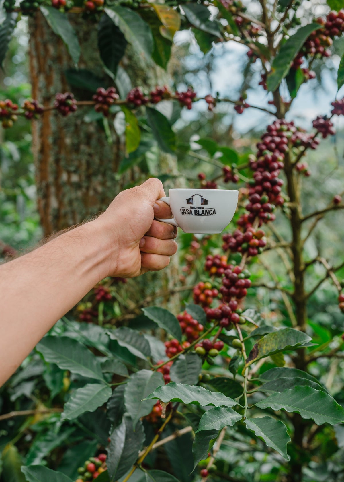 A hand holds a small white ceramic coffee cup printed with the black logo 'CASA BLANCA' in front of a coffee plant laden with ripe red cherries in Santander, Colombia.