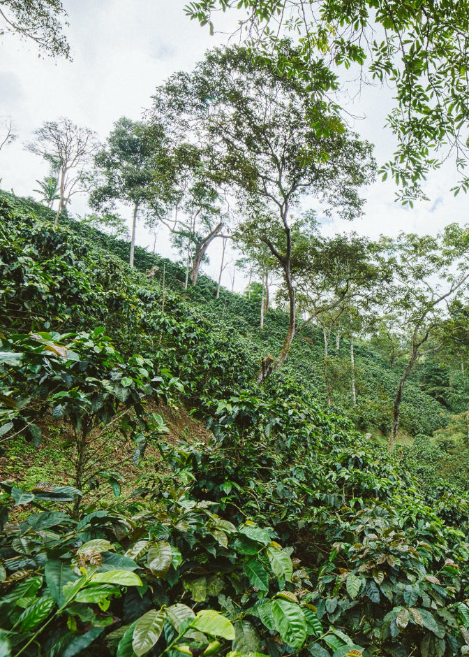 A lush green hillside covered in dense tropical foliage and coffee trees, with a cloudy white sky visible through the canopy at Hacienda Casablanca in Santander, Colombia.
