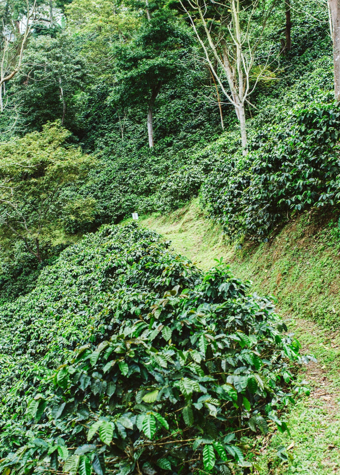 A lush green hillside covered in dense leafy vegetation, with a narrow dirt path winding through the slope and several tall trees in the background.