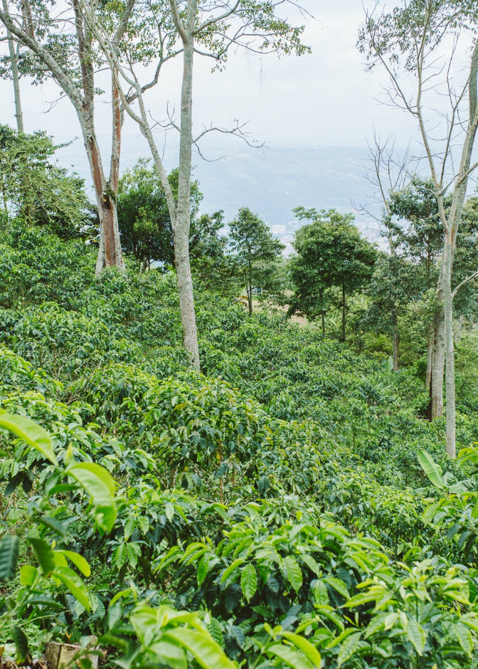 A lush green hillside covered in dense tropical foliage, coffee plants and tall trees under a hazy sky in Colombia.