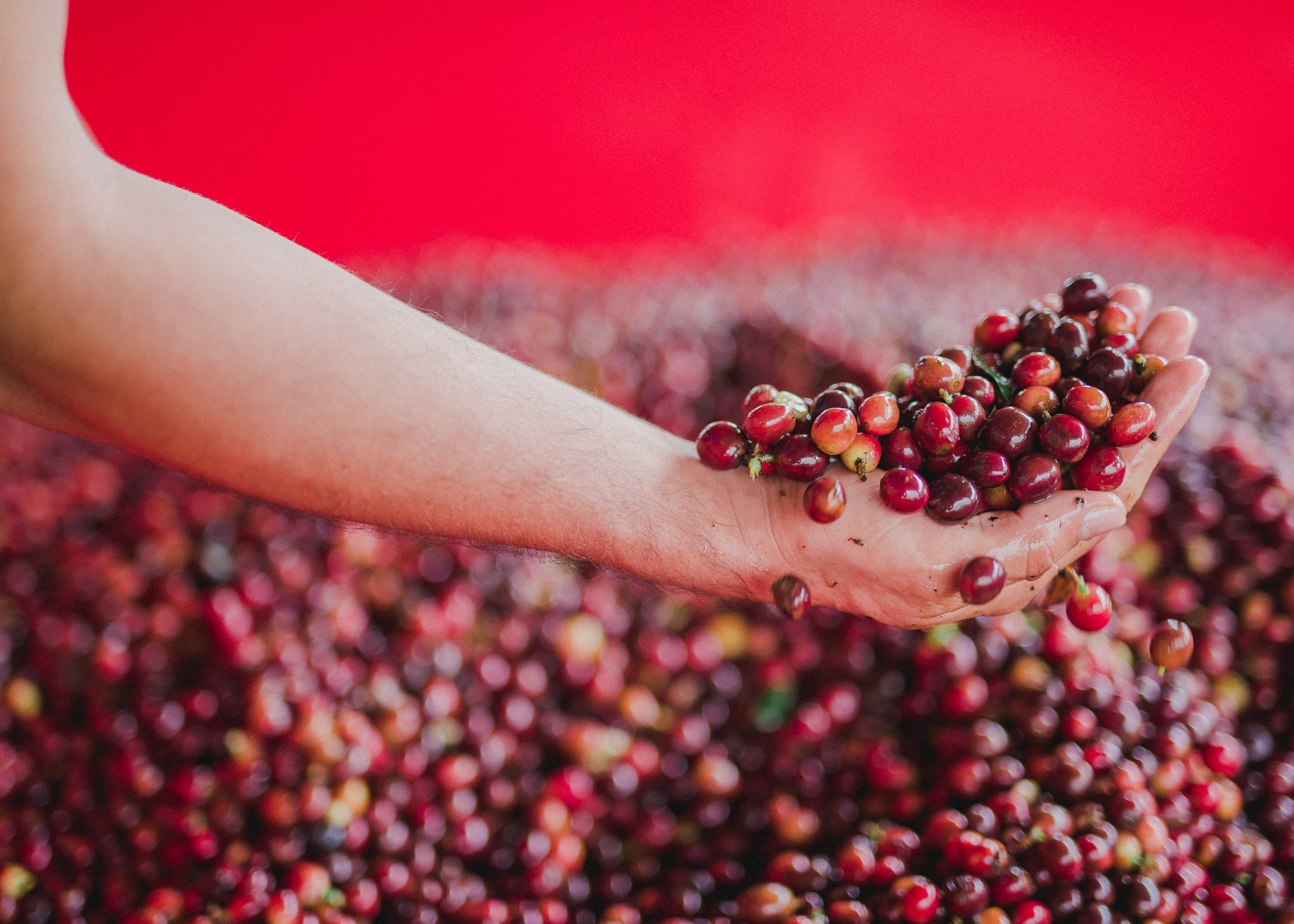 Hand holding Cafetal Coffee cherries with a red background