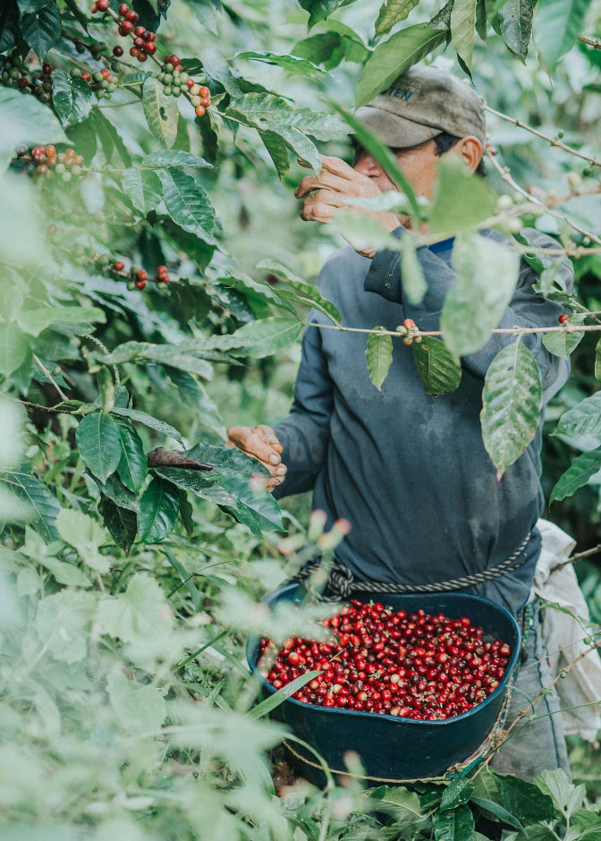 A person at Hacienda Casablanca coffee plantation in Santander, Colombia, wearing a cap and dark shirt, holding a bucket filled with ripe red cherries among green coffee leaves