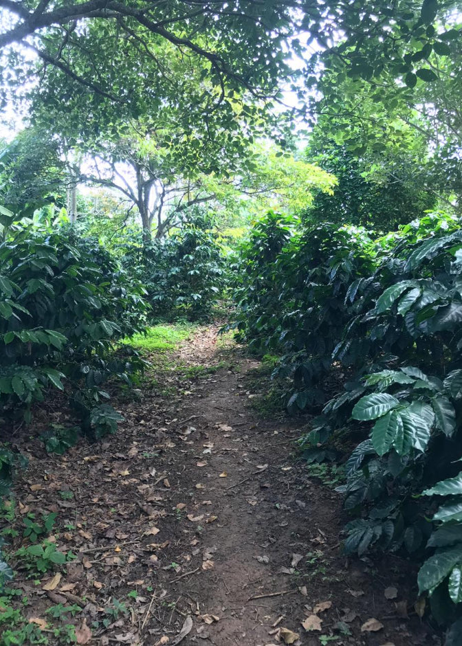 A narrow dirt path running through a dense, lush green Gesha coffee plantation at Hacienda Casablanca in Santander, Colombia, surrounded by leafy plants and trees.