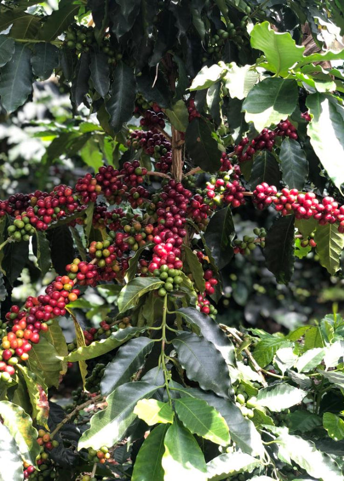 A package of Cafetal Coffee Co. origin coffee and roastery, featuring a colorful graphic illustration of a coffee plantation at sunset with text detailing the variety as Castillo - Caturra, low caffeine, and Colombian shade-grown coffee plantations.