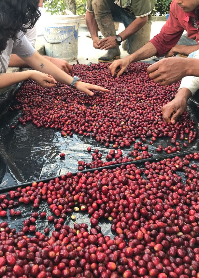 Several people handling and sorting red coffee cherries spread out on a black plastic sheet outdoors at Hacienda Casablanca in Santander, Colombia.